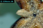 marthasterias glacialis   spiny starfish  