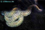 marthasterias glacialis   spiny starfish  