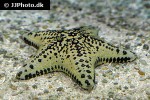 nidorellia armata   chocolate chip starfish  