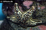 nidorellia armata   chocolate chip starfish  