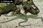 ophiarachna incrassata   green brittlestar  