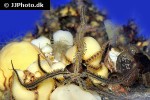 ophiocomina nigra   black brittle serpent star  