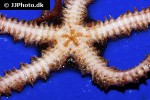 ophiothrix fragilis   common brittlestar  