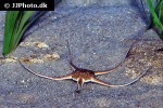 ophiura ophiura   serpent star  