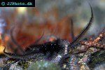 ophiura spp   brittlestar  