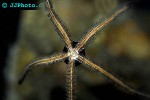 ophiura spp   brittlestar  
