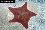 patiria miniata   bat star  