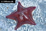 patiria miniata   bat star  