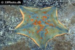patiria pectinifera   blue bat star  