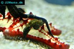 protoreaster lincki   african red tip star  