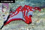 protoreaster lincki   african red tip star  