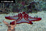 protoreaster lincki   african red tip star  