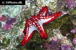 protoreaster lincki   african red tip star  