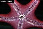 protoreaster lincki   african red tip star  