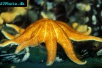 solaster endeca   smooth sun star  