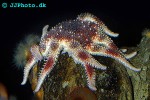 solaster endeca   smooth sun star  