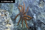 solaster stimpsoni   stimpsons sun star  