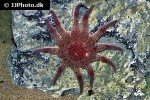 solaster stimpsoni   stimpsons sun star  