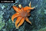 solaster stimpsoni   stimpsons sun star  
