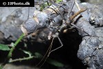 aretaon asperrimus thorny stick insect aretaon asperrimus thorny stick insect
