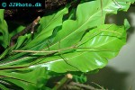 baculum artemis vietnamese stickinsect baculum artemis vietnamese stickinsect