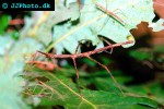 baculum extradentatum annam stickinsect baculum extradentatum annam stickinsect