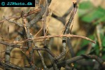 baculum extradentatum annam stickinsect baculum extradentatum annam stickinsect