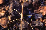 carausius morosus indian stickinsect carausius morosus indian stickinsect