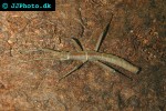 eurycantha calcarata newguinea giant spinyinsect eurycantha calcarata newguinea giant spinyinsect