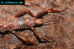 eurycantha calcarata newguinea giant spinyinsect eurycantha calcarata newguinea giant spinyinsect