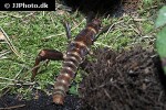 eurycantha calcarata newguinea giant spinyinsect eurycantha calcarata newguinea giant spinyinsect