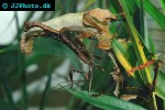 extatosoma tiaratum spiny leafinsect extatosoma tiaratum spiny leafinsect