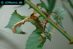 extatosoma tiaratum spiny leafinsect extatosoma tiaratum spiny leafinsect