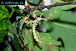 extatosoma tiaratum spiny leafinsect extatosoma tiaratum spiny leafinsect