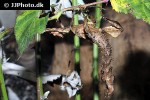 extatosoma tiaratum spiny leafinsect extatosoma tiaratum spiny leafinsect