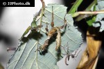 extatosoma tiaratum spiny leafinsect extatosoma tiaratum spiny leafinsect