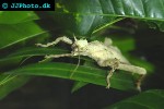 heteropteryx dilatata malaysian jungle nymph heteropteryx dilatata malaysian jungle nymph