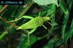 heteropteryx dilatata malaysian jungle nymph heteropteryx dilatata malaysian jungle nymph