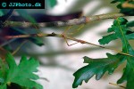 lonchodes mindanaense mindoro stickinsect lonchodes mindanaense mindoro stickinsect