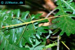 lonchodes mindanaense mindoro stickinsect lonchodes mindanaense mindoro stickinsect