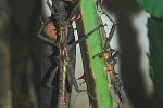 neohirasea maerens vietnamese bark stickinsect neohirasea maerens vietnamese bark stickinsect