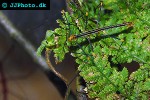 oreophoetes peruana peruvian fern stick insect oreophoetes peruana peruvian fern stick insect