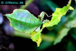 phyllium bioculatum gray s leaf insect phyllium bioculatum gray s leaf insect