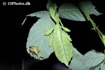 phyllium bioculatum gray s leaf insect phyllium bioculatum gray s leaf insect