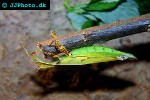 phyllium giganteum giant leaf insect phyllium giganteum giant leaf insect