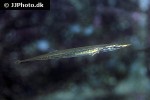 aulorhynchus flavidus aulorhynchus flavidus
