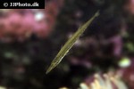 aulorhynchus flavidus aulorhynchus flavidus
