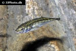 gasterosteus aculeatus gasterosteus aculeatus