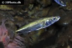 gasterosteus aculeatus gasterosteus aculeatus