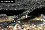 indostomus crocodilus indostomus crocodilus